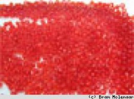 Rocailles 2mm rot Trans-100Gram - #5994