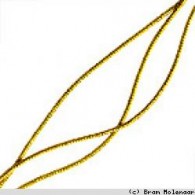 Waschkordel goldfarbig - 10x1m (75250911)  - #16610